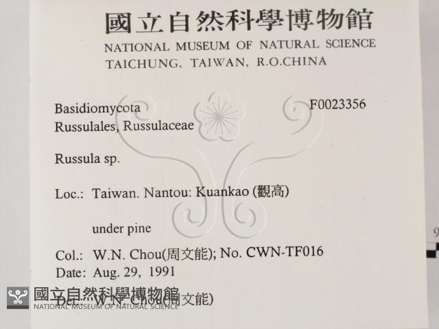 紅菇屬藏品圖，第2張