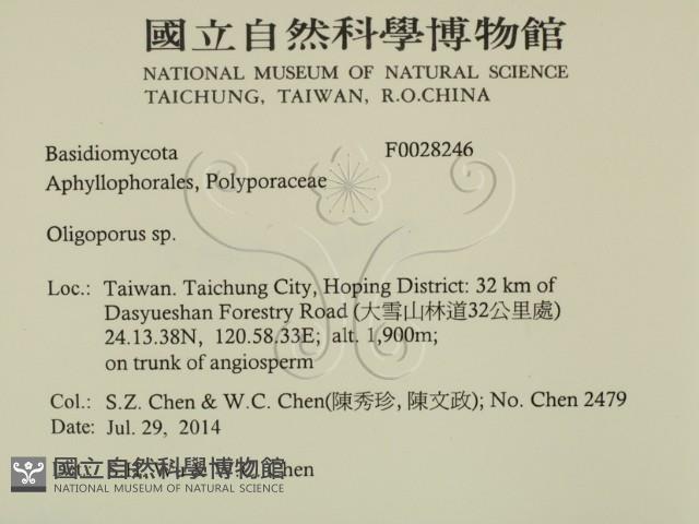 寡孔菌屬藏品圖，第2張