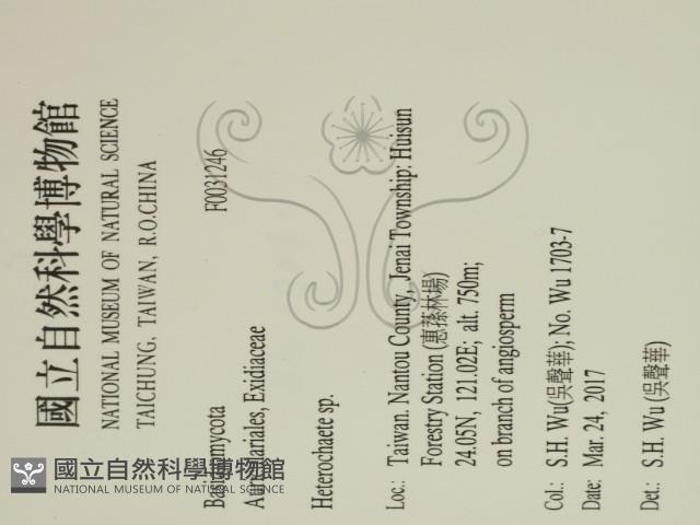 刺皮菌屬藏品圖，第2張