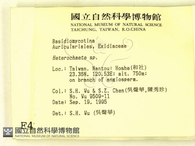 刺皮菌屬藏品圖，第2張