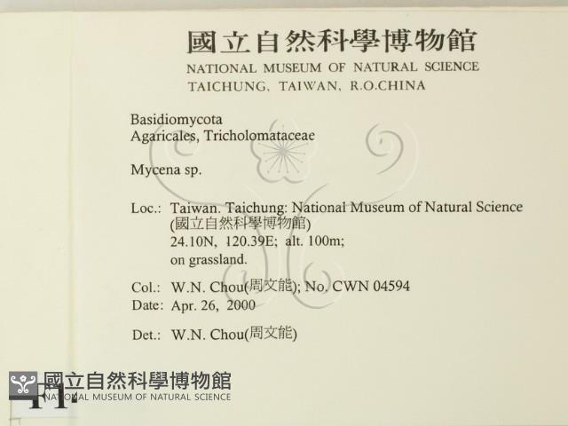 小菇屬藏品圖，第2張