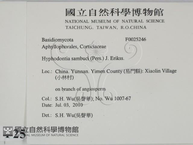 冇骨消絲齒菌藏品圖，第2張