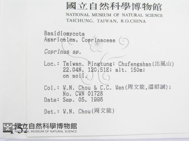 鬼傘屬藏品圖，第2張