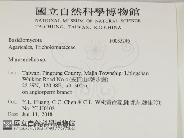 微皮傘屬藏品圖，第2張