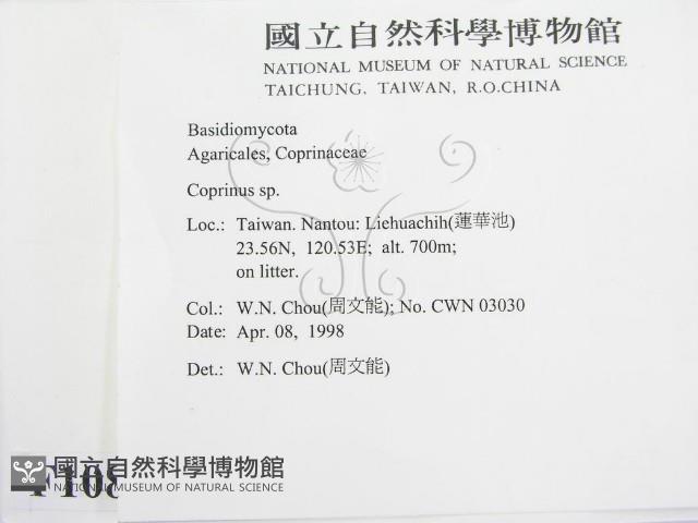 鬼傘屬藏品圖，第2張
