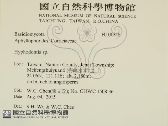 絲齒菌屬藏品圖，第2張