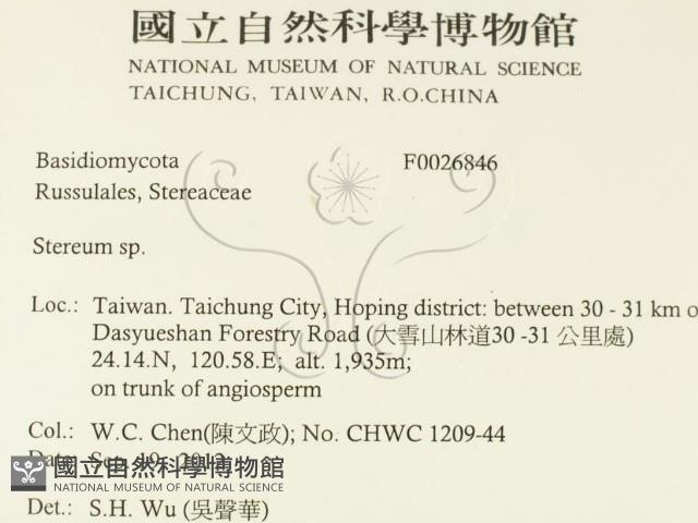 韌革菌屬藏品圖，第2張