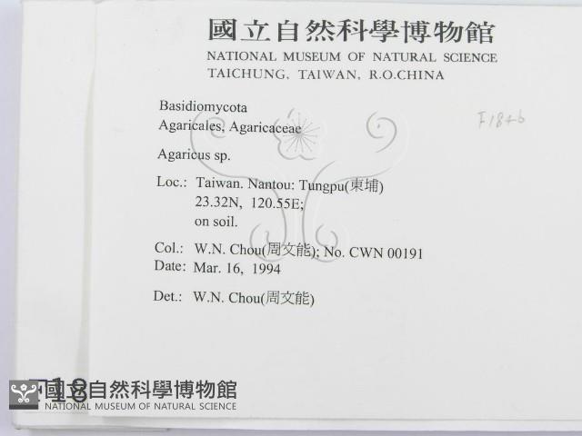 傘菌屬藏品圖，第2張