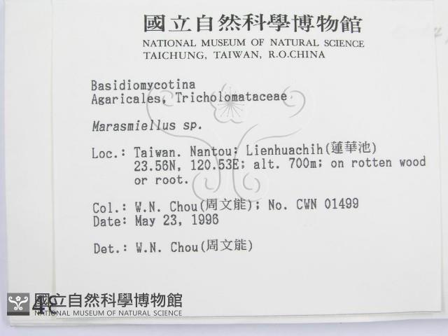 微皮傘屬藏品圖，第2張