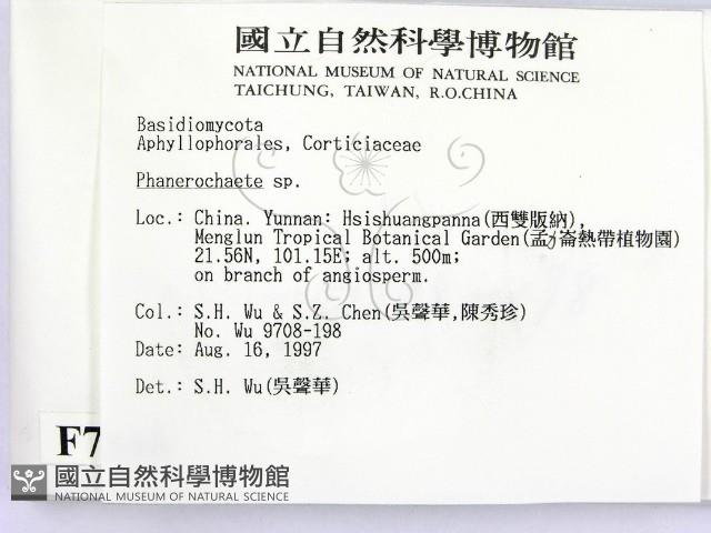 顯絲菌屬藏品圖，第2張