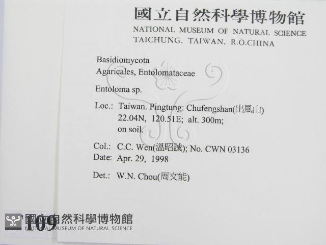 粉褶菌屬藏品圖，第2張