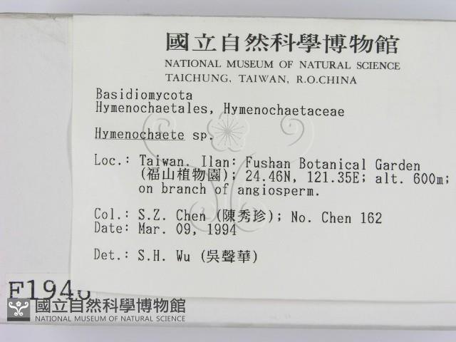 刺革菌屬藏品圖，第2張