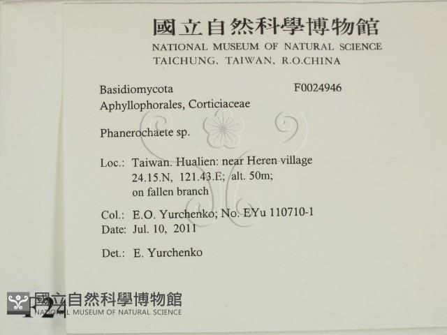 顯絲菌屬藏品圖，第2張