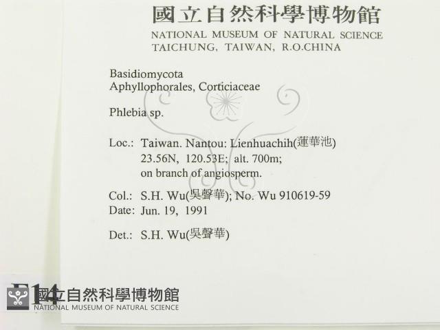 射脈菌屬藏品圖，第2張