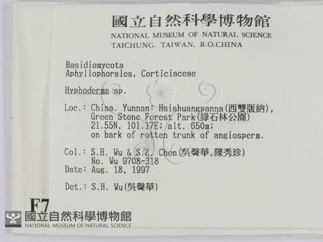 絲皮菌屬藏品圖，第2張