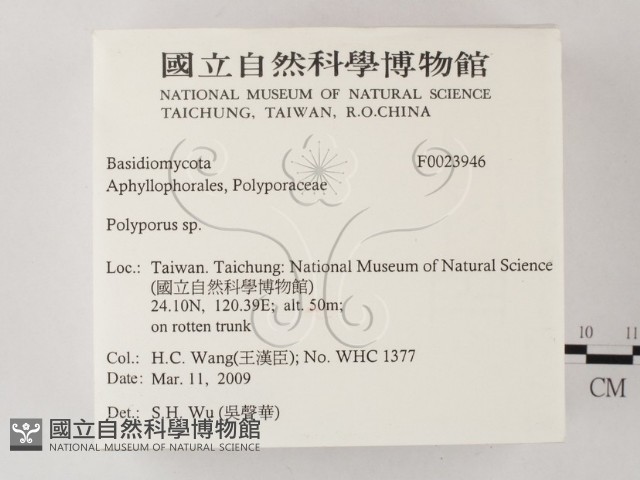多孔菌屬藏品圖，第2張