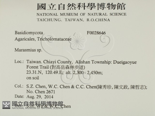 小皮傘屬藏品圖，第2張