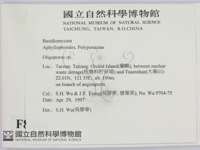 寡孔菌屬藏品圖，第2張