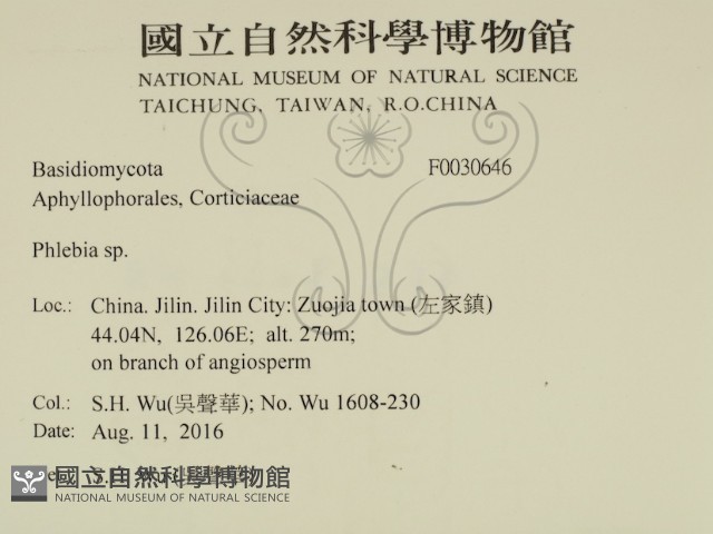 射脈菌屬藏品圖，第2張