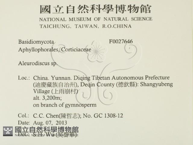 盤革菌屬藏品圖，第2張