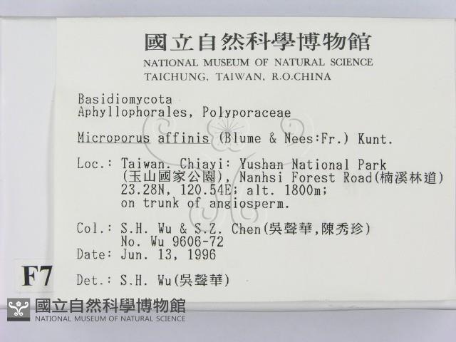 相鄰小孔菌藏品圖，第2張