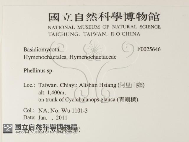 木層孔菌屬藏品圖，第2張