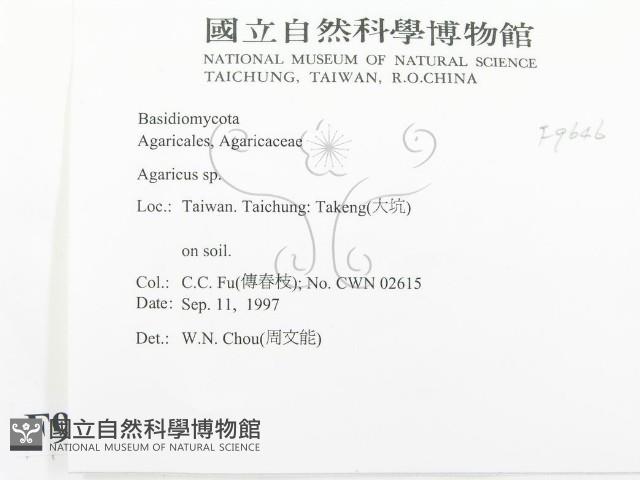 傘菌屬藏品圖，第2張