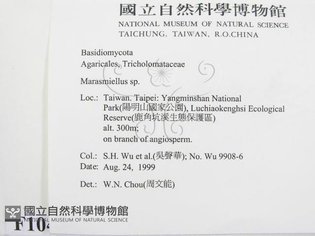 微皮傘屬藏品圖，第2張