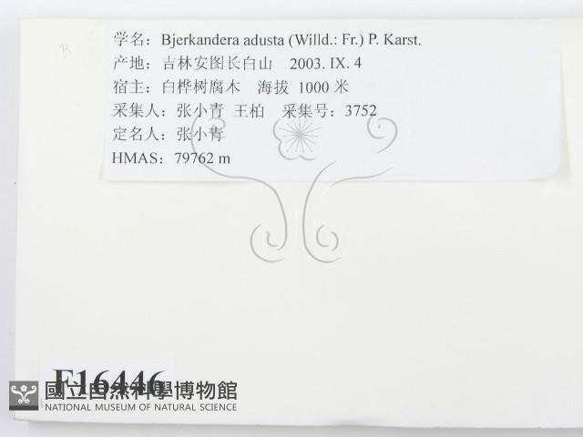 煙管菌藏品圖，第2張