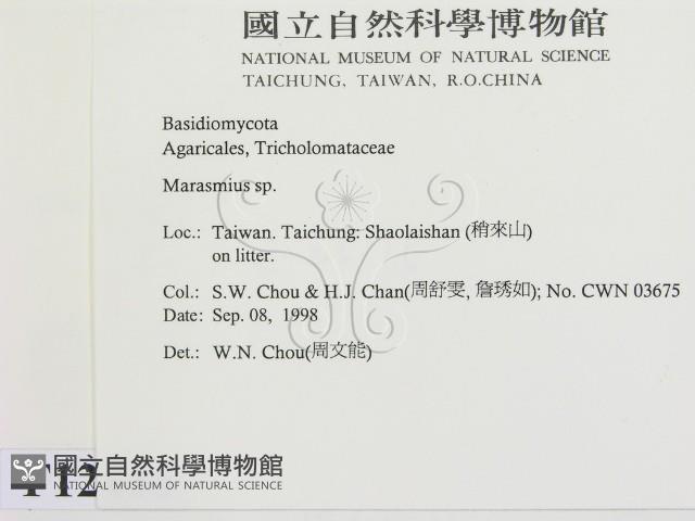 小皮傘屬藏品圖，第2張