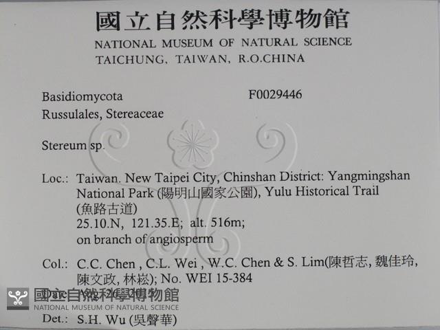 韌革菌屬藏品圖，第2張