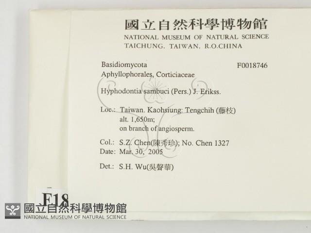 冇骨消絲齒菌藏品圖，第2張