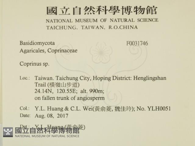 鬼傘屬藏品圖，第2張