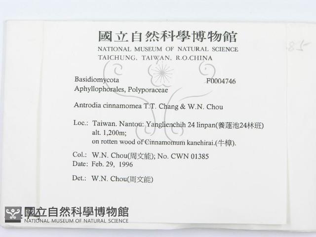 牛樟芝藏品圖，第2張