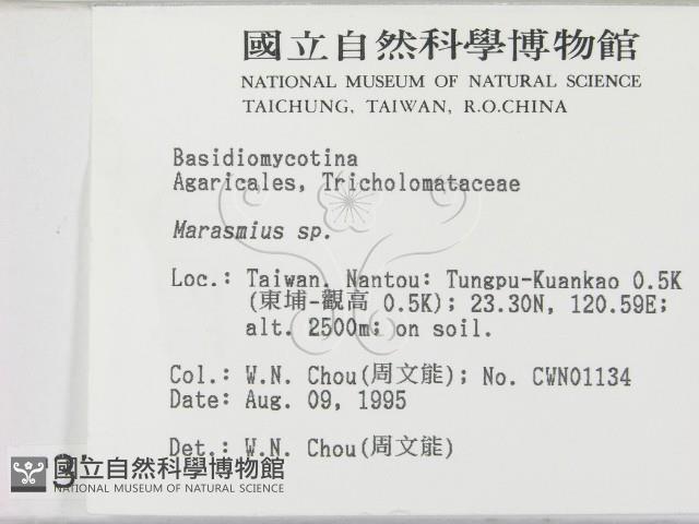 小皮傘屬藏品圖，第2張