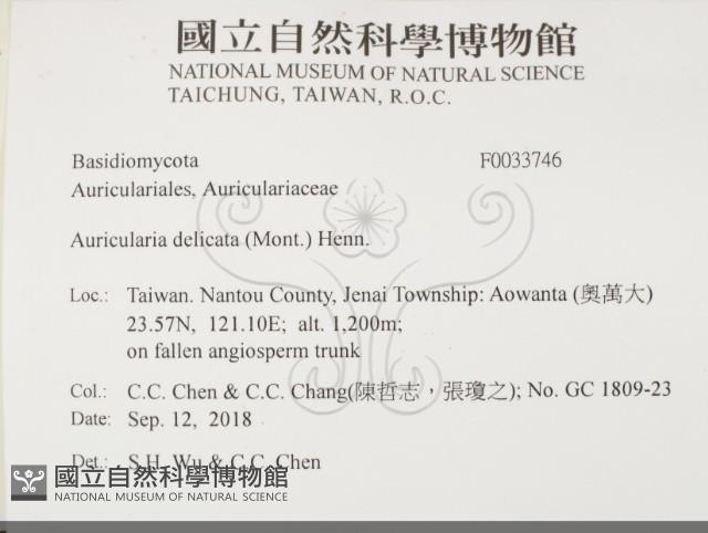 皺木耳藏品圖，第2張