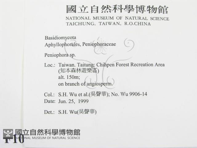 筍殼菌屬藏品圖，第2張