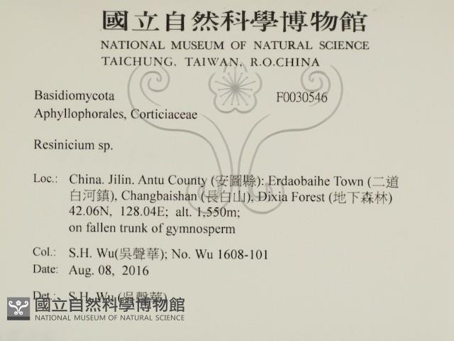 樹脂殼菌屬藏品圖，第2張