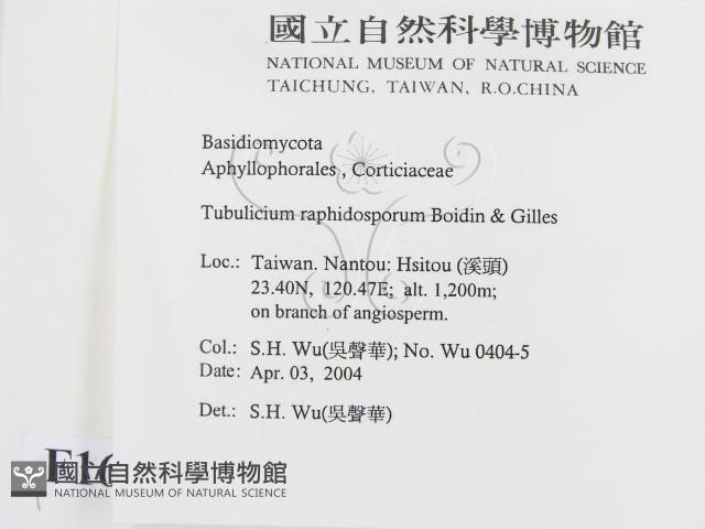 管齒菌屬藏品圖，第2張