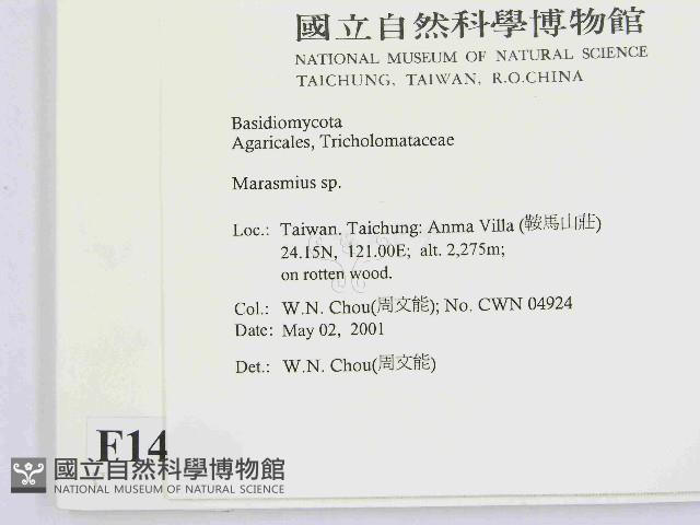 小皮傘屬藏品圖，第2張