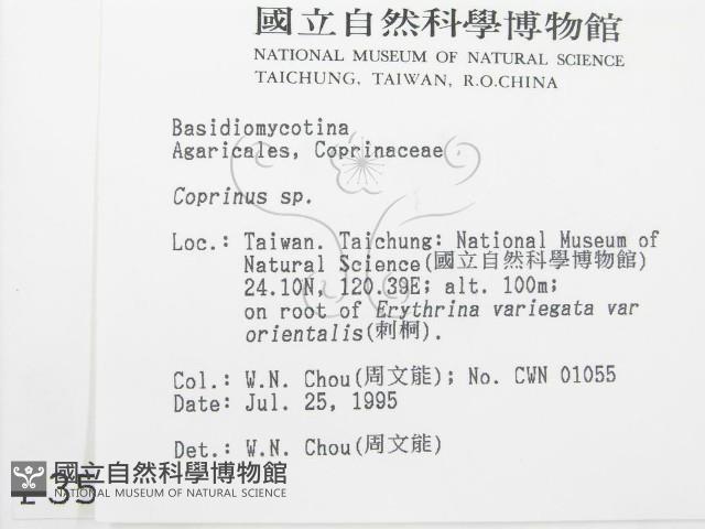 鬼傘屬藏品圖，第2張