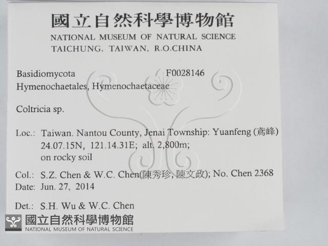 集毛菌屬藏品圖，第2張