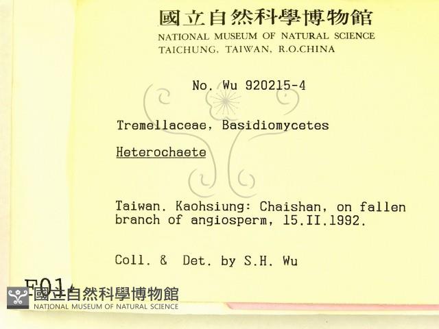 刺皮菌屬藏品圖，第2張