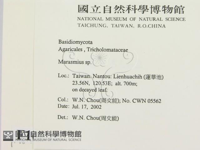 小皮傘屬藏品圖，第2張
