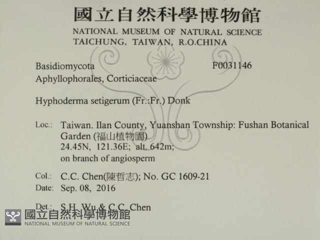 剛毛絲皮菌藏品圖，第2張