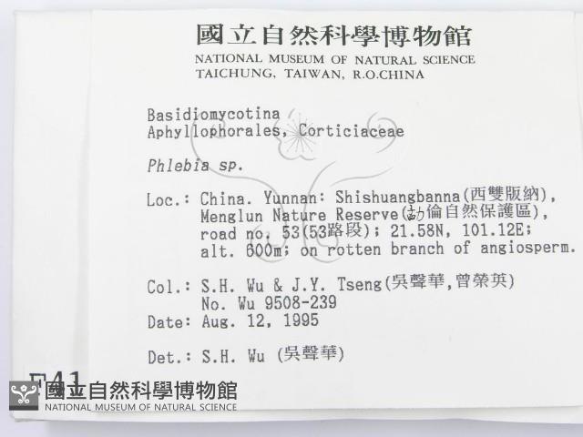 射脈菌屬藏品圖，第2張