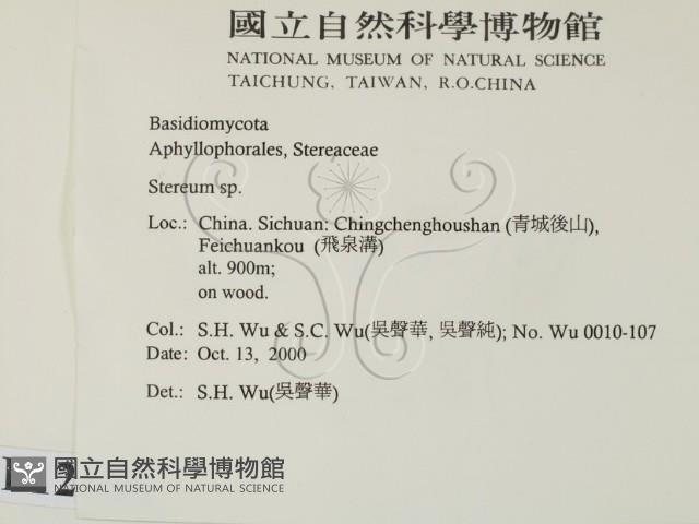 韌革菌屬藏品圖，第2張