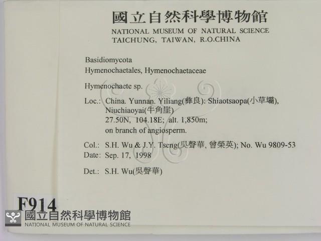 刺革菌屬藏品圖，第2張