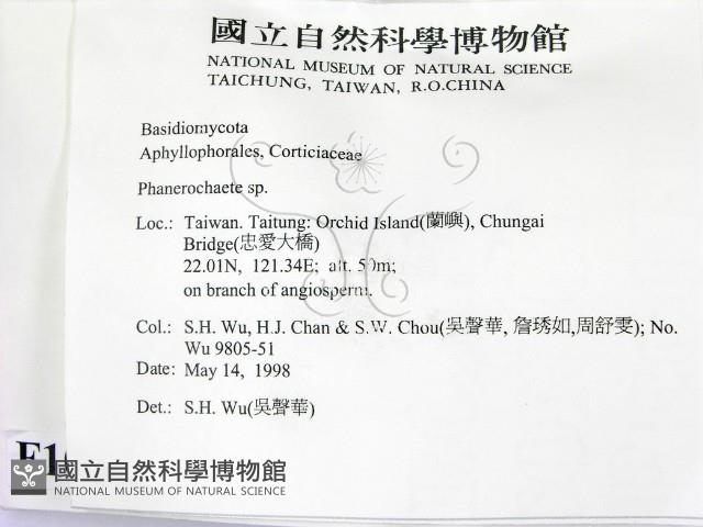 顯絲菌屬藏品圖，第2張