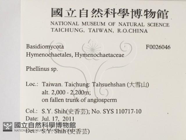 木層孔菌屬藏品圖，第2張